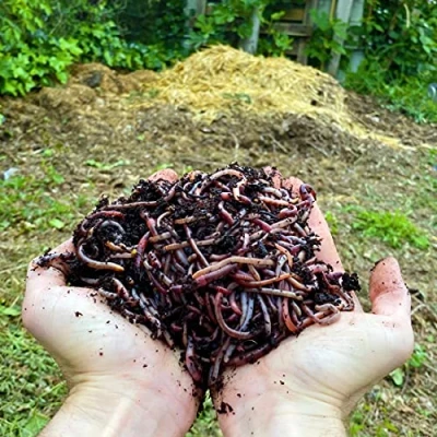 Abbildung von 10,000 STK. Kompostwürmer (5kg) Regenwürmer Eisenia, Würmer in Ihren Garten oder Gemüsebeet einführen/hinzufügen, sehr schnelle Vermehrung