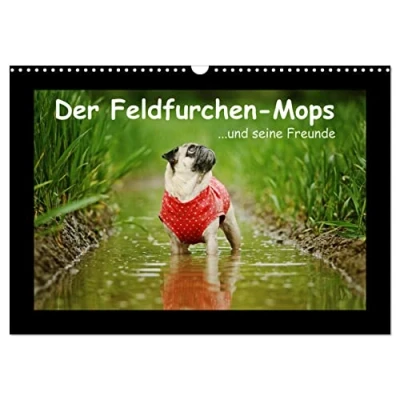 Abbildung von Der Feldfurchen Mops (Wandkalender 2025 DIN A3 quer), CALVENDO Monatskalender