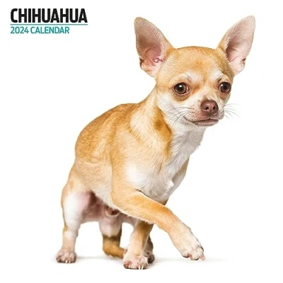 Abbildung von Chihuahua Modern Kalender 2024