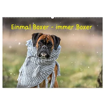 Abbildung von Einmal Boxer immer (Wandkalender 2025 DIN A2 quer), CALVENDO Monatskalender