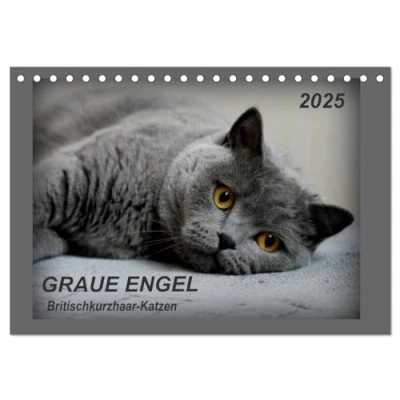 Abbildung von GRAUE ENGEL Britischkurzhaar Katzen (Tischkalender 2025 DIN A5 quer), CALVENDO Monatskalender