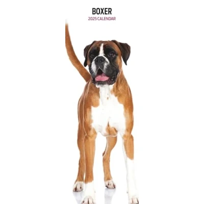 Abbildung von Boxer Kalender 2025 Slim