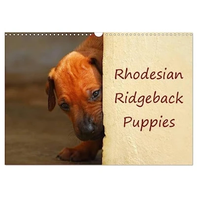 Abbildung von Rhodesian Ridgeback Puppies (Wandkalender 2025 DIN A3 quer), CALVENDO Monatskalender