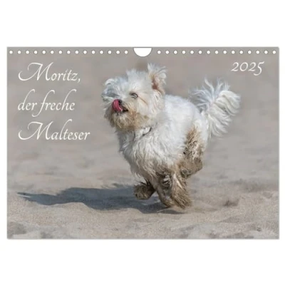 Abbildung von Moritz, der freche Malteser (Wandkalender 2025 DIN A4 quer), CALVENDO Monatskalender