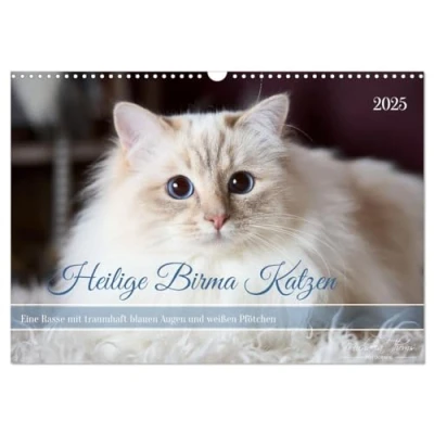 Abbildung von Heilige Birma Katzen mit traumhaft blauen Augen und weißen Pfötchen (Wandkalender 2025 DIN A3 quer), CALVENDO Monatskalender