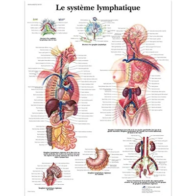 Abbildung von 3B Scientific Lehrtaffel laminiert Le système lymphatique Französisch