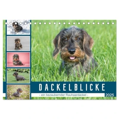 Abbildung von Dackelblicke ein bezaubernder Rauhaardackel (Tischkalender 2025 DIN A5 quer), CALVENDO Monatskalender