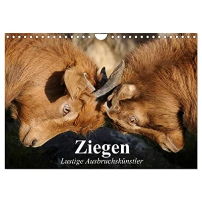 Abbildung von Ziegen. Lustige Ausbruchskünstler (Wandkalender 2025 DIN A4 quer), CALVENDO Monatskalender