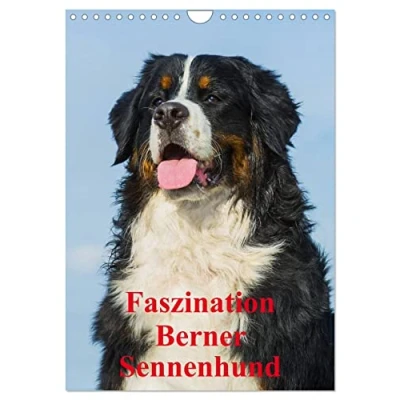 Abbildung von Faszination Berner Sennenhund (Wandkalender 2025 DIN A4 hoch), CALVENDO Monatskalender