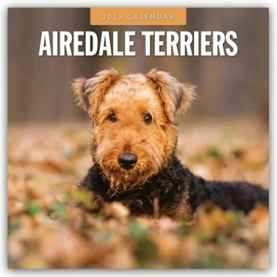 Abbildung von Airdale Terriers Terrier 2025 16 Monatskalender: Original Red Robin Publishing Ltd Kalender [Mehrsprachig] [Kalender] (Wall Kalender)