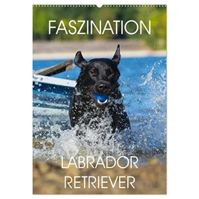 Abbildung von Faszination Labrador Retriever (Wandkalender 2025 DIN A2 hoch), CALVENDO Monatskalender