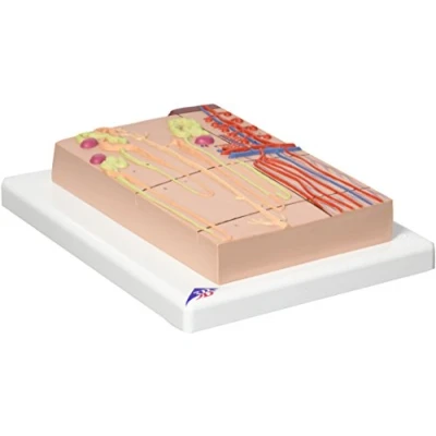 Abbildung von 3B Scientific Menschliche Anatomie Nephron mit Blutgefäßen, 120 fache Größe + kostenlose App Smart Anatomy
