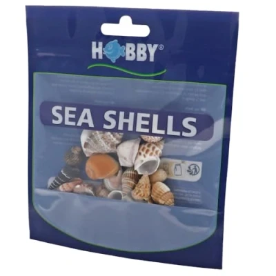 Abbildung von Dohse Muschelschalen im Set S, 20 Stück. 1 3cm.