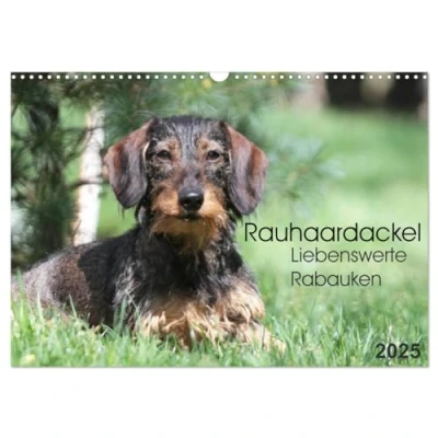 Abbildung von Liebenswerte Rabauken Rauhaardackel (Wandkalender 2025 DIN A3 quer), CALVENDO Monatskalender
