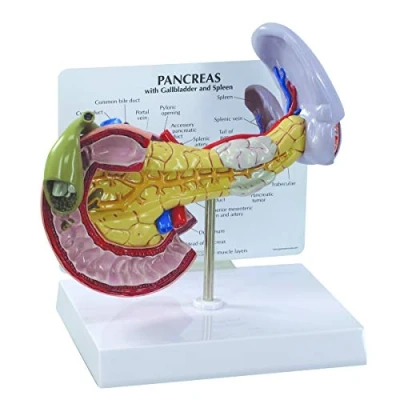 Abbildung von GPI Anatomicals W33367 Bauchspeicheldrüse Modell
