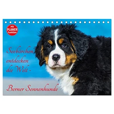 Abbildung von Seebärchen entdecken die Welt Berner Sennenhunde (Tischkalender 2025 DIN A5 quer), CALVENDO Monatskalender