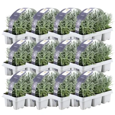 Abbildung von Blauer Duft Lavendel 72 Pflanze angustifolia Lavendelpflanzen winterhart echter Gartenpflanzen Lavendelstrauch duftlavendel x Ø7 cm 15