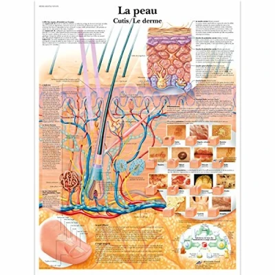 Abbildung von 3B Scientific Lehrtaffel La peau Französisch
