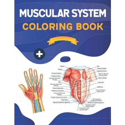 Abbildung von Muscular System Coloring Book: This Book is Helpful For Learning Human Muscle Anatomy. Unique &amp; Fun Way to Learn Anatomy.A Great ... Study