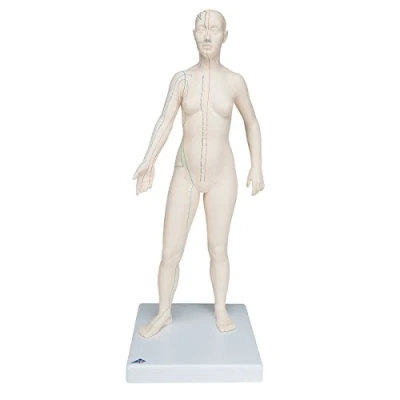 Abbildung von 3B Scientific Akupunktur Figur, weiblich