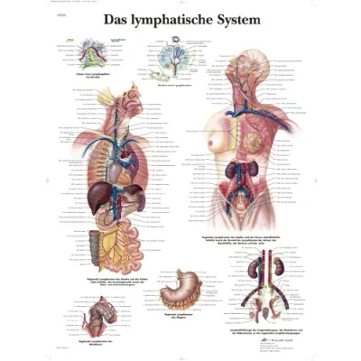 Abbildung von 3B Scientific Lehrtafel Das Lymphatische System