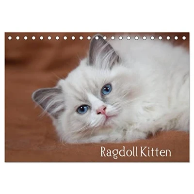 Abbildung von Ragdoll Kitten (Tischkalender 2025 DIN A5 quer), CALVENDO Monatskalender