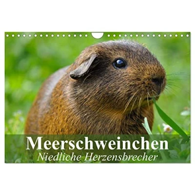 Abbildung von Meerschweinchen Niedliche Herzensbrecher (Wandkalender 2025 DIN A4 quer), CALVENDO Monatskalender