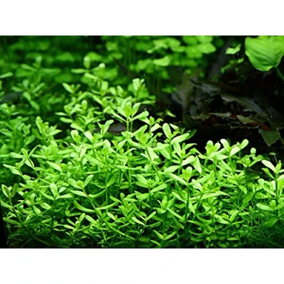 Abbildung von AquaOne Aquarium Pflanze Bacopa monnieri &#039;Compact&#039; I Wasserpflanze Aquariumpflanze Stängelpflanze voll durchwurzelt einfach pflegeleicht Aquascaping Dekoration