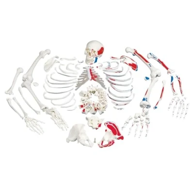 Abbildung von 3B Scientific Menschliche Anatomie Skelett mit Muskeldarstellung, unmontiert + kostenlose App Smart Anatomy, A05/2