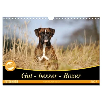 Abbildung von Gut besser Boxer (Wandkalender 2025 DIN A4 quer), CALVENDO Monatskalender