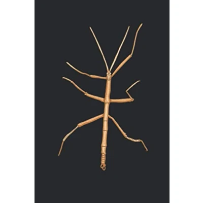 Abbildung von Insekten Notizbuch: Insekt Notizbuch 6x9 Zoll DIN A5 120 Seiten Punktraster Stabheuschrecke Notizheft Heuschrecke Tagebuch Notebook
