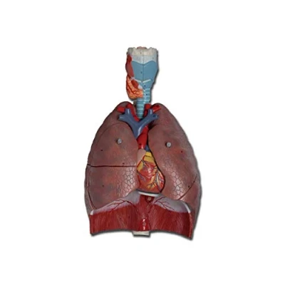 Abbildung von Gima 7 teiliges anatomisches Modell des menschlichen Atmungssystems, 1X Vergrößerung