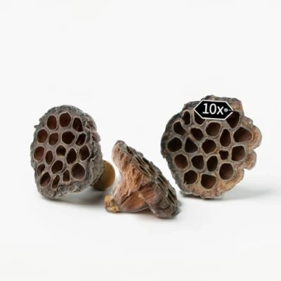 Abbildung von Getrocknete Lotusblüten naturfarben im 10er Set Lotus Köpfe Trockenblumen für Herbst Winter Deko Bastelmaterial Echte Blumen Schoten Grabschmuck Floristik Gestecke