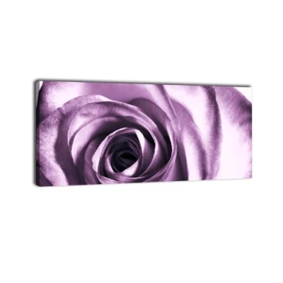 Abbildung von wandmotiv24 Leinwandbild Panorama Nr. 82 Violette Rose 100x40cm, Keilrahmenbild, Bild auf Leinwand, Kunstdruck lila Knospe
