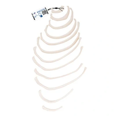 Abbildung von 3B Scientific Menschliche Anatomie Rippenmodelle mit 12 losen Rippen