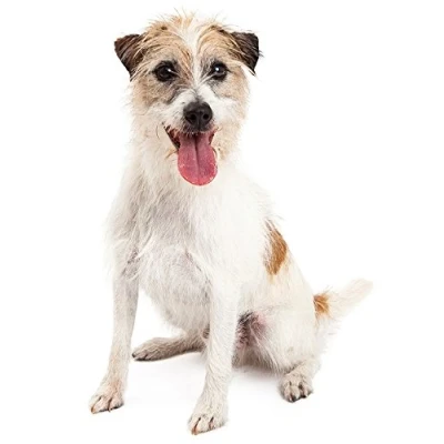 Abbildung von Hunde Aufkleber Sticker Jack Russell Terrier