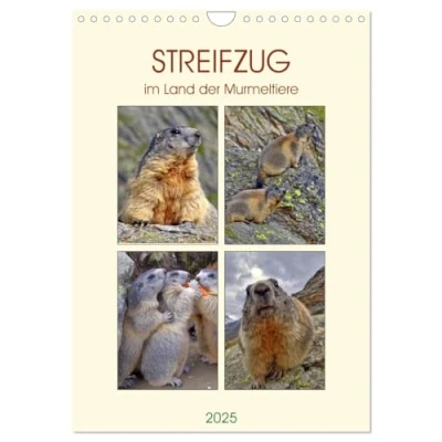 Abbildung von STREIFZUG im Land der Murmeltiere (Wandkalender 2025 DIN A4 hoch), CALVENDO Monatskalender