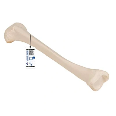 Abbildung von 3B Scientific A35/3 Schienbein Modell + kostenlose Anatomie App Smart Anatomy