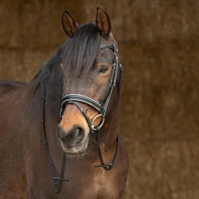 Abbildung von Harry&#039;s Horse Zaumzeug aus Sparkle Leder Full Schwarz
