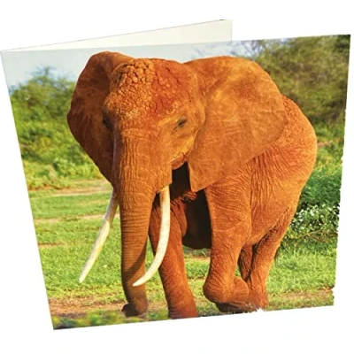 Abbildung von Maturi Geburtstagskarte, quadratisch, blanko, Elefant