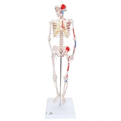 Abbildung von 3B Scientific Menschliche Anatomie Mini Skelettmodell mit Muskelbemalung + kostenlose App Smart Anatomy, A18/5