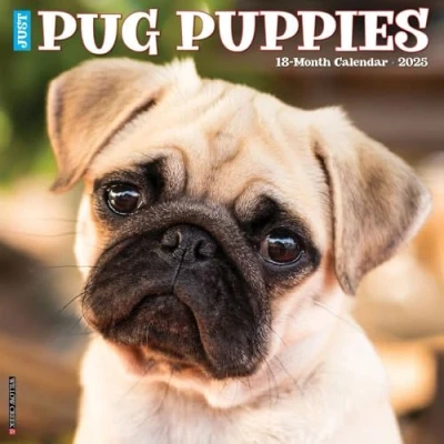 Abbildung von Just Pug Puppies 2025 12 X Wall Calendar