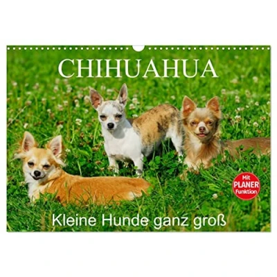 Abbildung von Chihuahua Kleine Hunde ganz groß (Wandkalender 2025 DIN A3 quer), CALVENDO Monatskalender