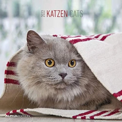 Abbildung von Katzen 2022 Broschürenkalender 30x30 cm (30x60 geöffnet) Kalender mit Platz für Notizen Cats Bildkalender Wandkalender Katzenkalender