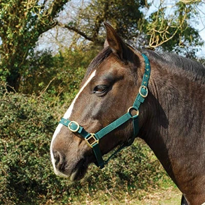 Abbildung von Rhinegold 0 Nylon Headcollar Cob Green Halfter, grün