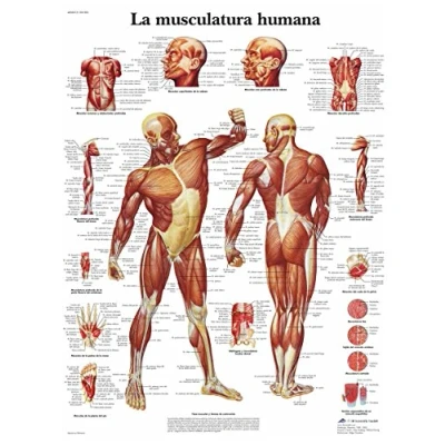 Abbildung von 3B Scientific Lehrtaffel laminiert La Musculatura humana Spanisch