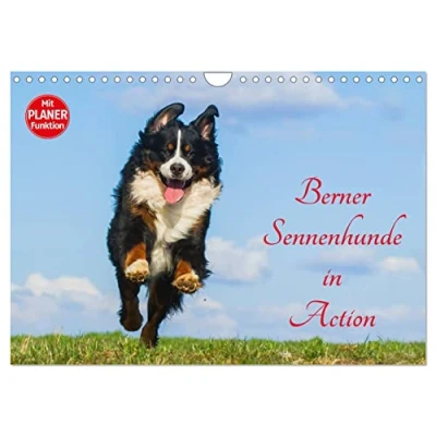 Abbildung von Berner Sennenhunde in Action (Wandkalender 2025 DIN A4 quer), CALVENDO Monatskalender