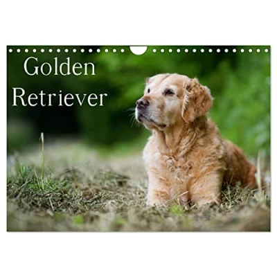 Abbildung von Golden Retriever (Wandkalender 2025 DIN A4 quer), CALVENDO Monatskalender
