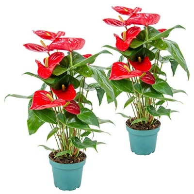 Abbildung von Bloomique 2er Set Anthurium Andreanum Rot Flamingoblume Blühende Zimmerpflanzen Pflegeleicht Höhe 30 40 cm Topf 12