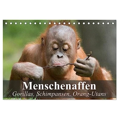 Abbildung von Menschenaffen. Gorillas, Schimpansen, Orang Utans (Tischkalender 2025 DIN A5 quer), CALVENDO Monatskalender